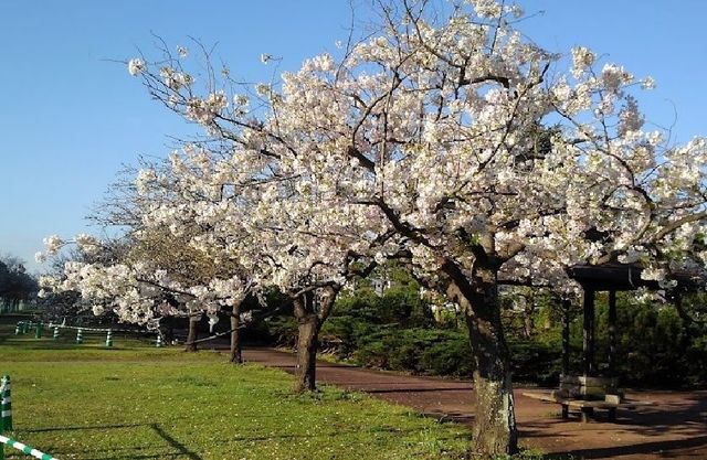 ��t���D���s�l��2���ڂ̒��Ã}���V�����̎��ӊ�